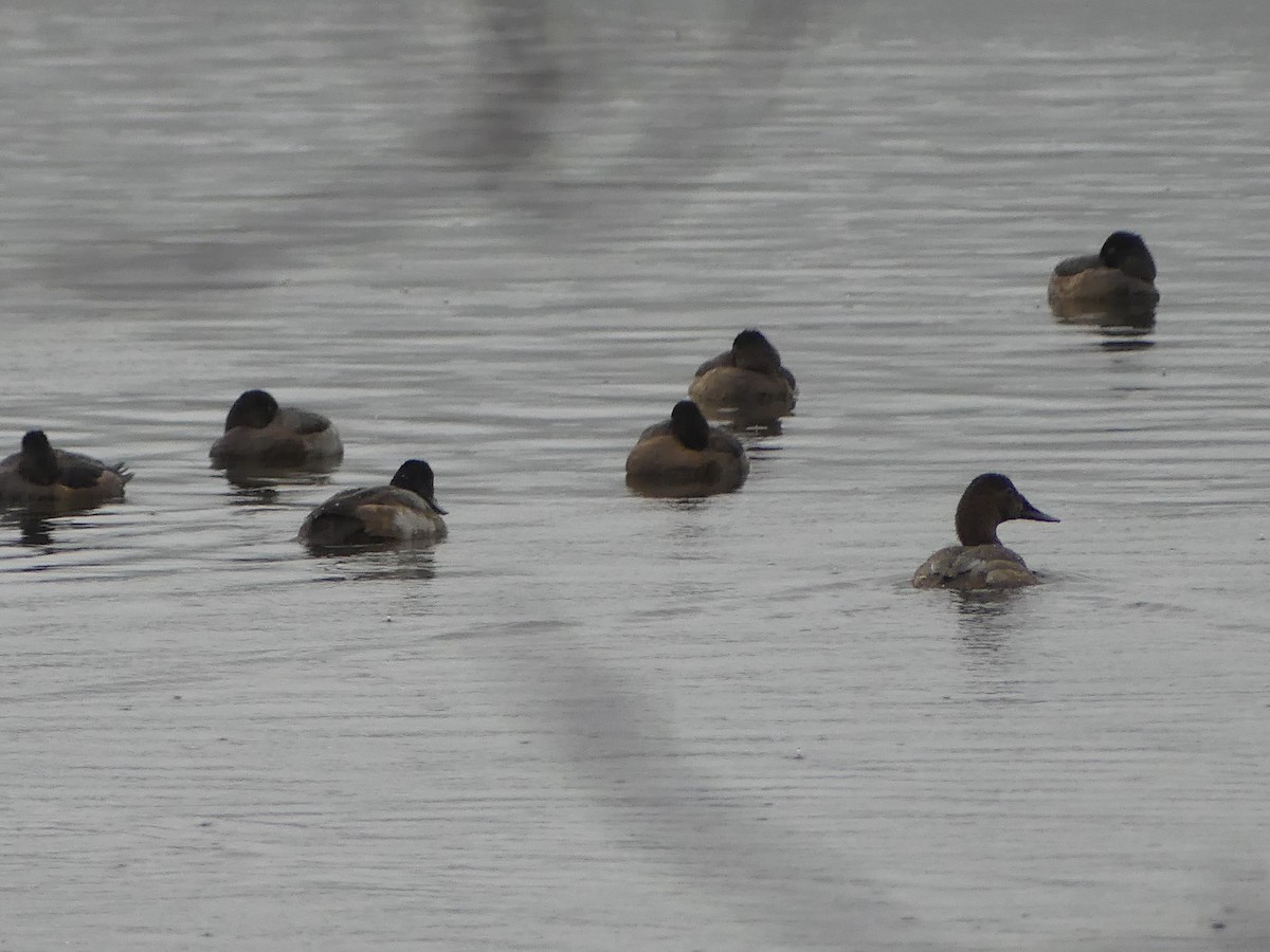 Murgilari bizkarzuria - ML646223012