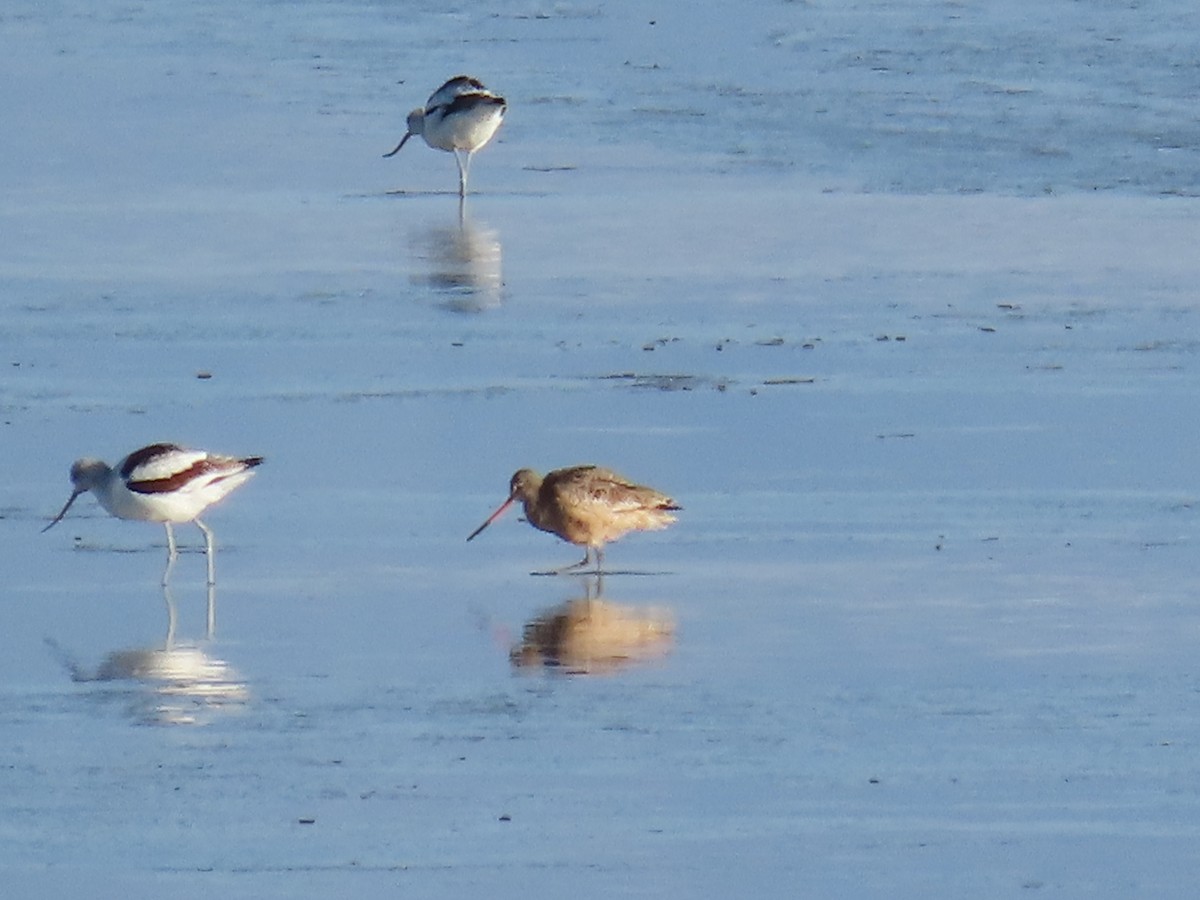 Marbled Godwit - ML646223013
