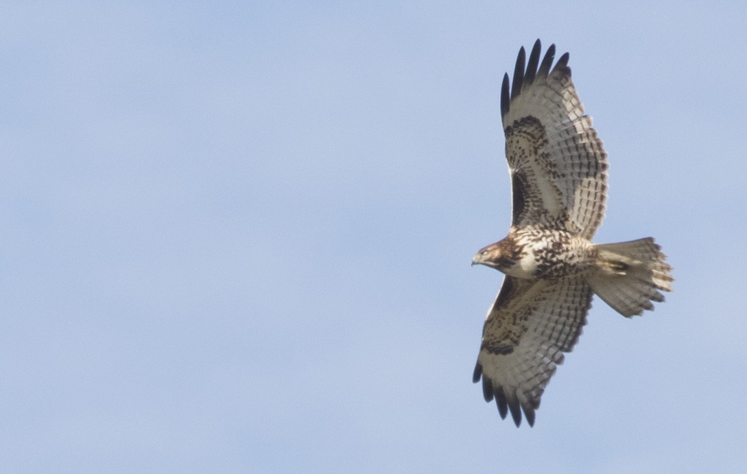 káně rudochvostá - ML646223016