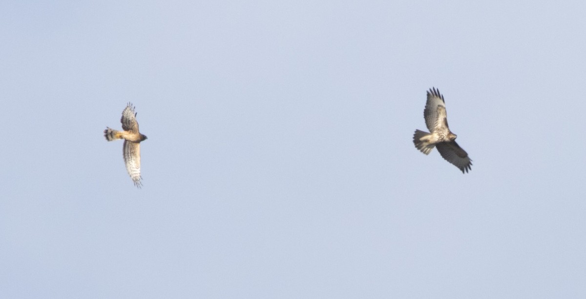 káně rudochvostá - ML646223020