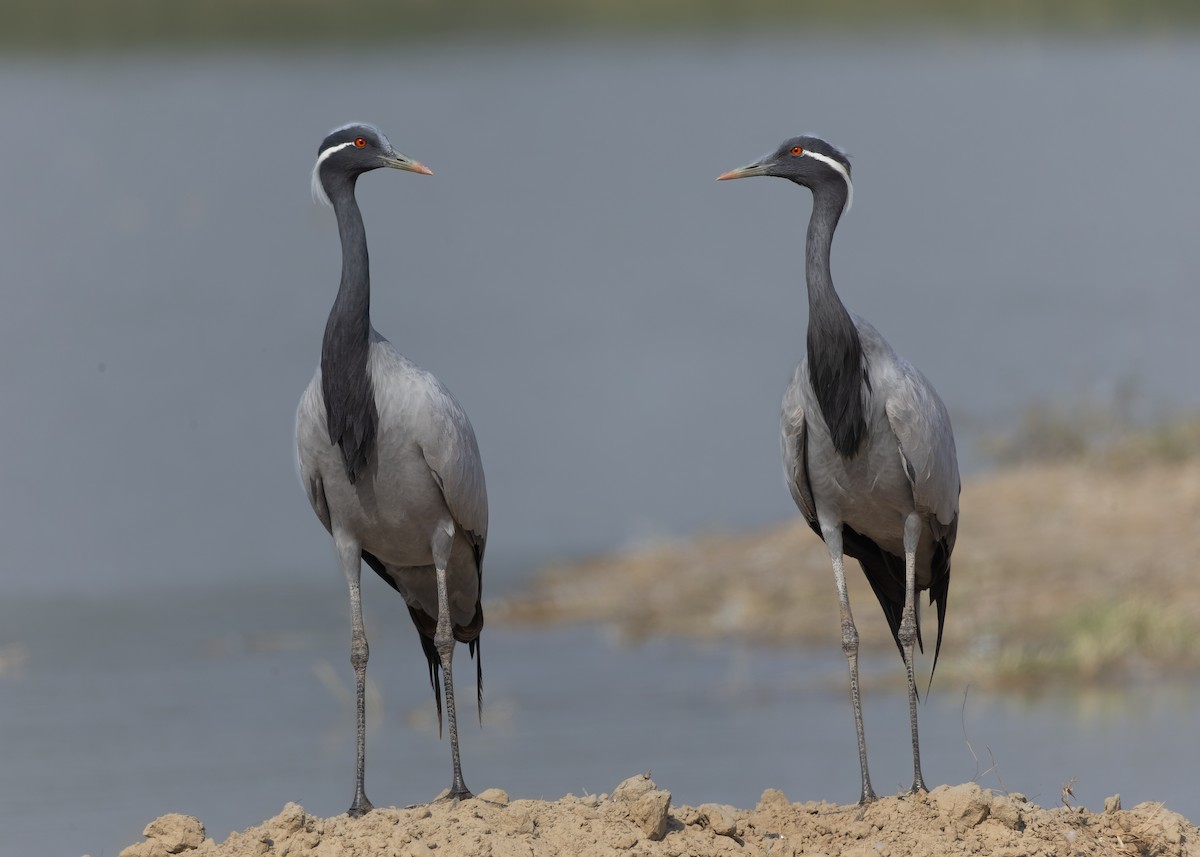 Telli Turna - ML646223029