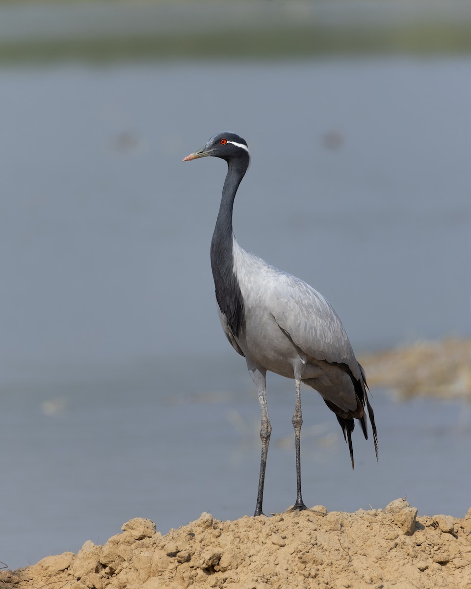 Telli Turna - ML646223030