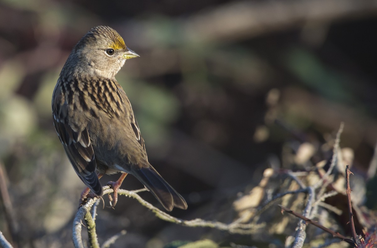 Golden-crowned Sparrow - ML646223033