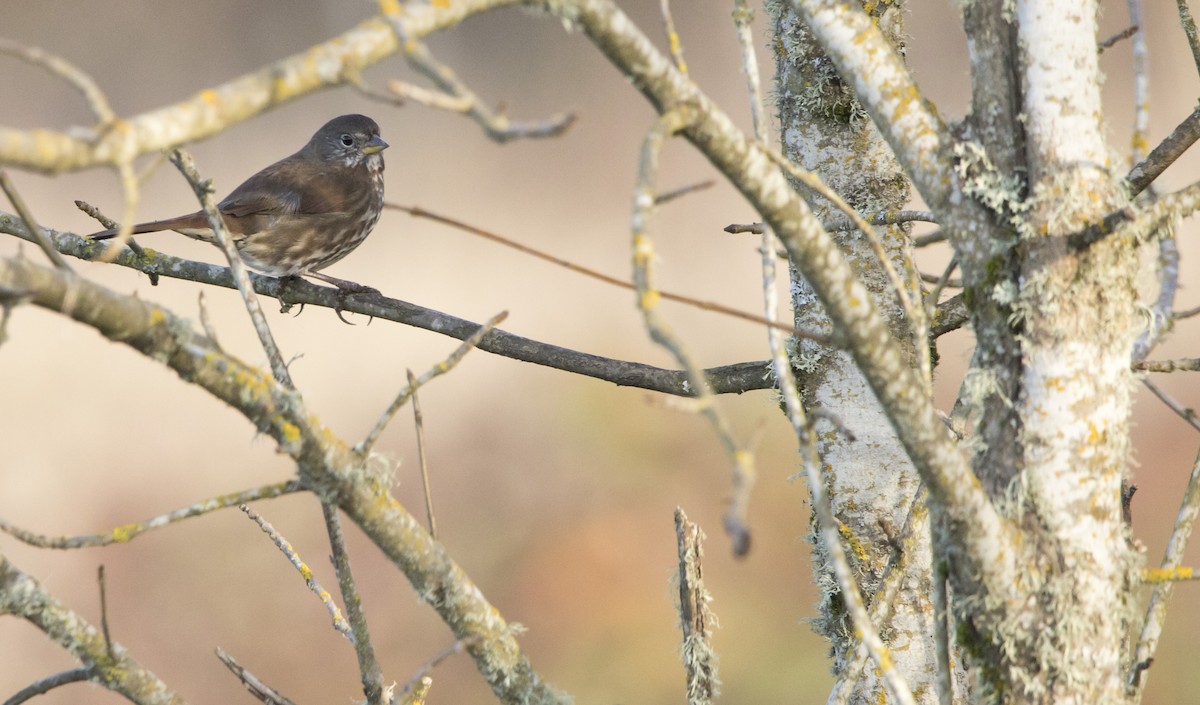 Fox Sparrow (Sooty) - ML646223034