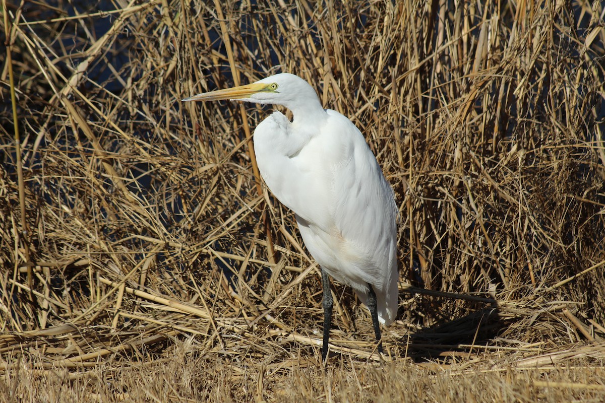 ダイサギ - ML646223036