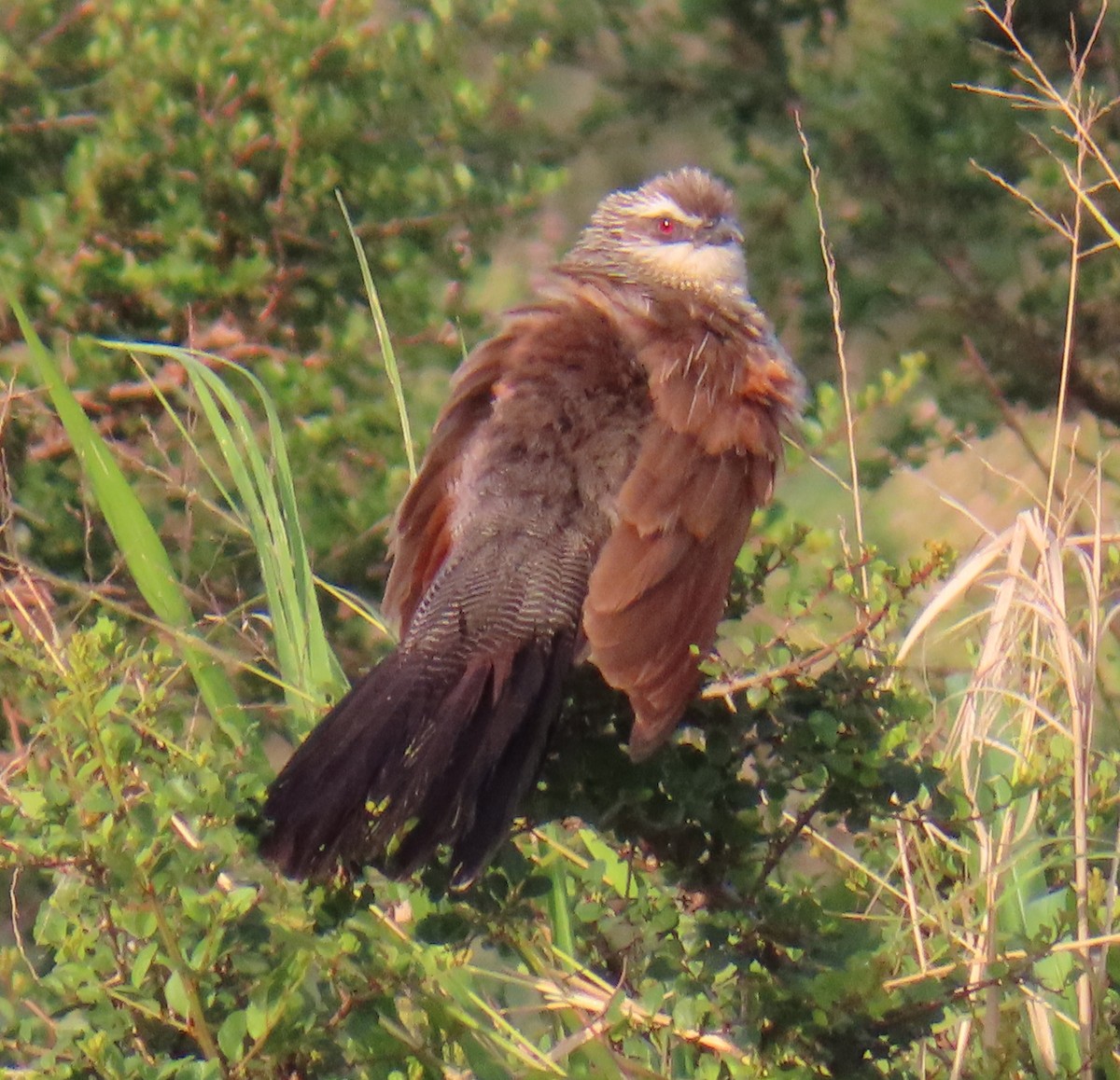 White-browed Coucal - ML646223037