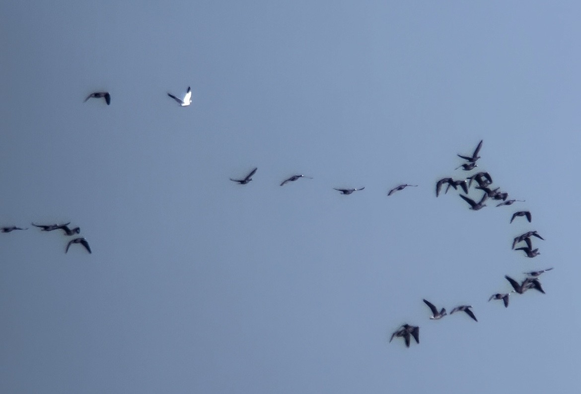 Greater White-fronted Goose - ML646223038