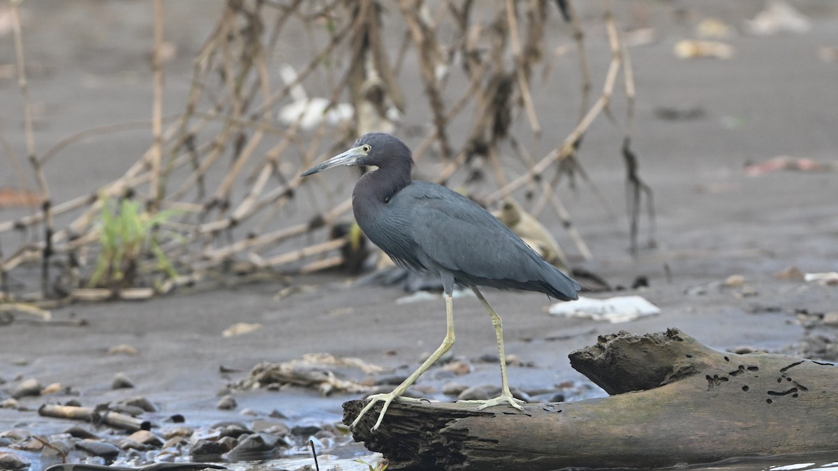Little Blue Heron - ML646223040
