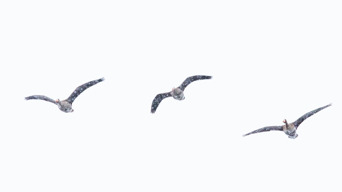 Greater White-fronted Goose - ML646223043
