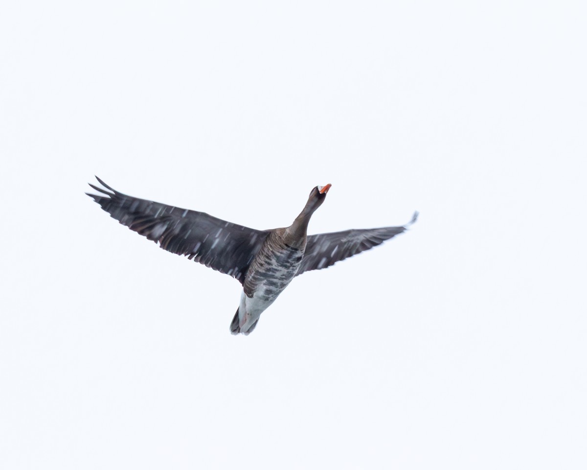 Greater White-fronted Goose - ML646223044