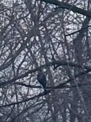 Cooper's Hawk - ML646223045