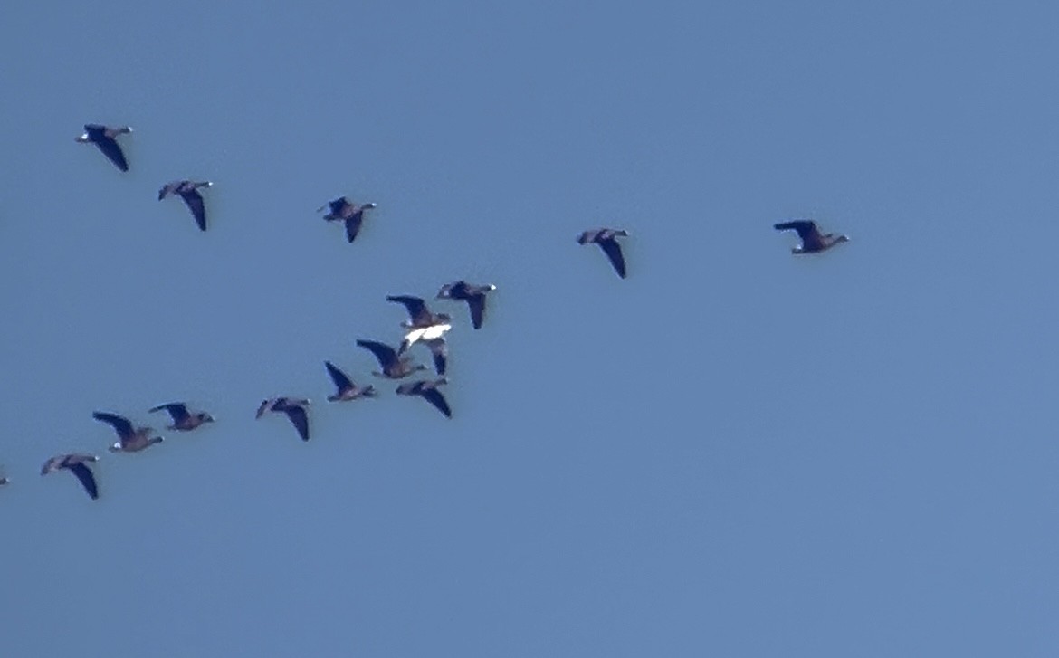 Snow/Ross's Goose - ML646223046