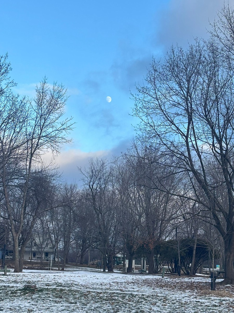 Cooper's Hawk - ML646223047