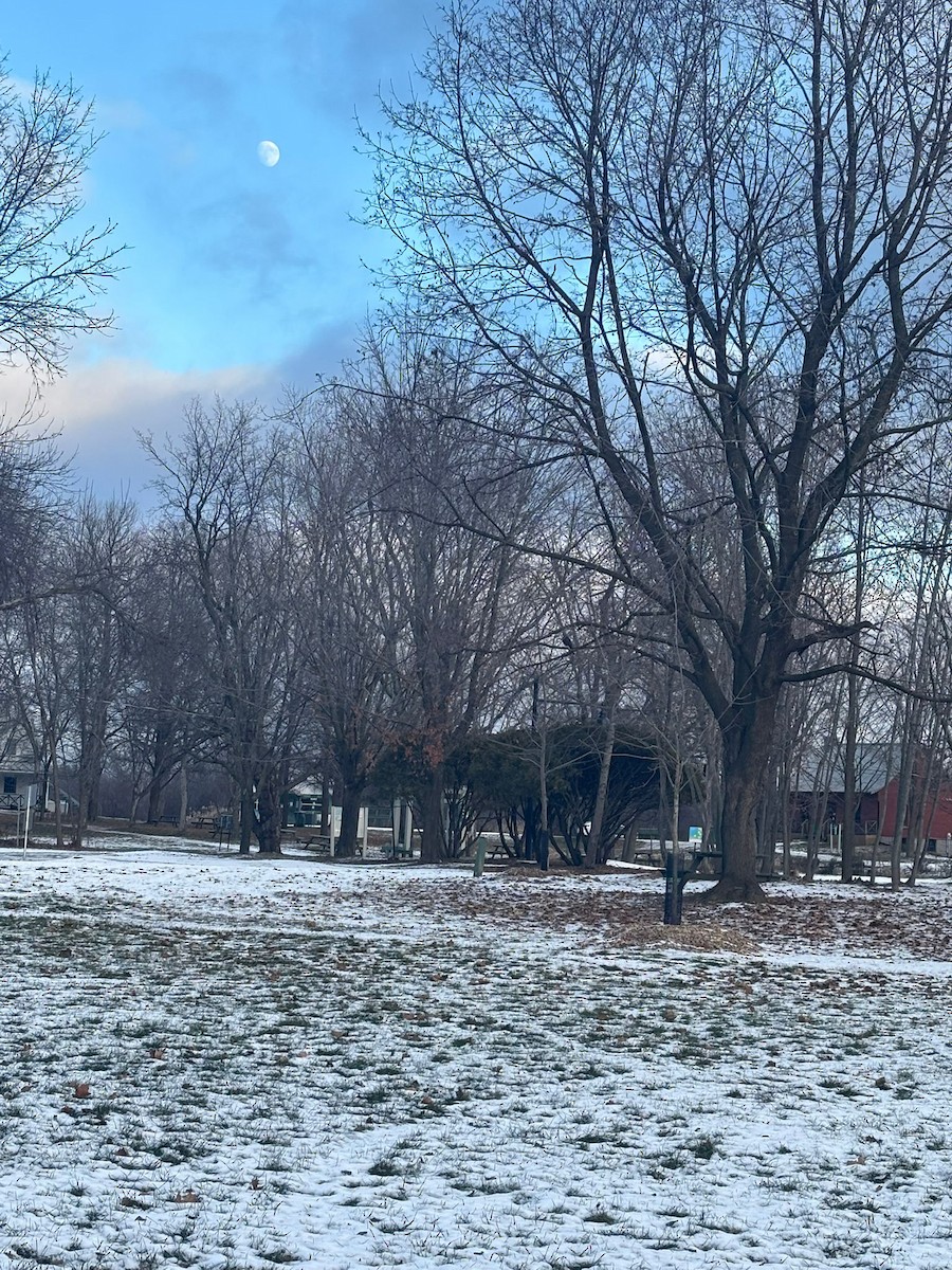 Cooper's Hawk - ML646223052