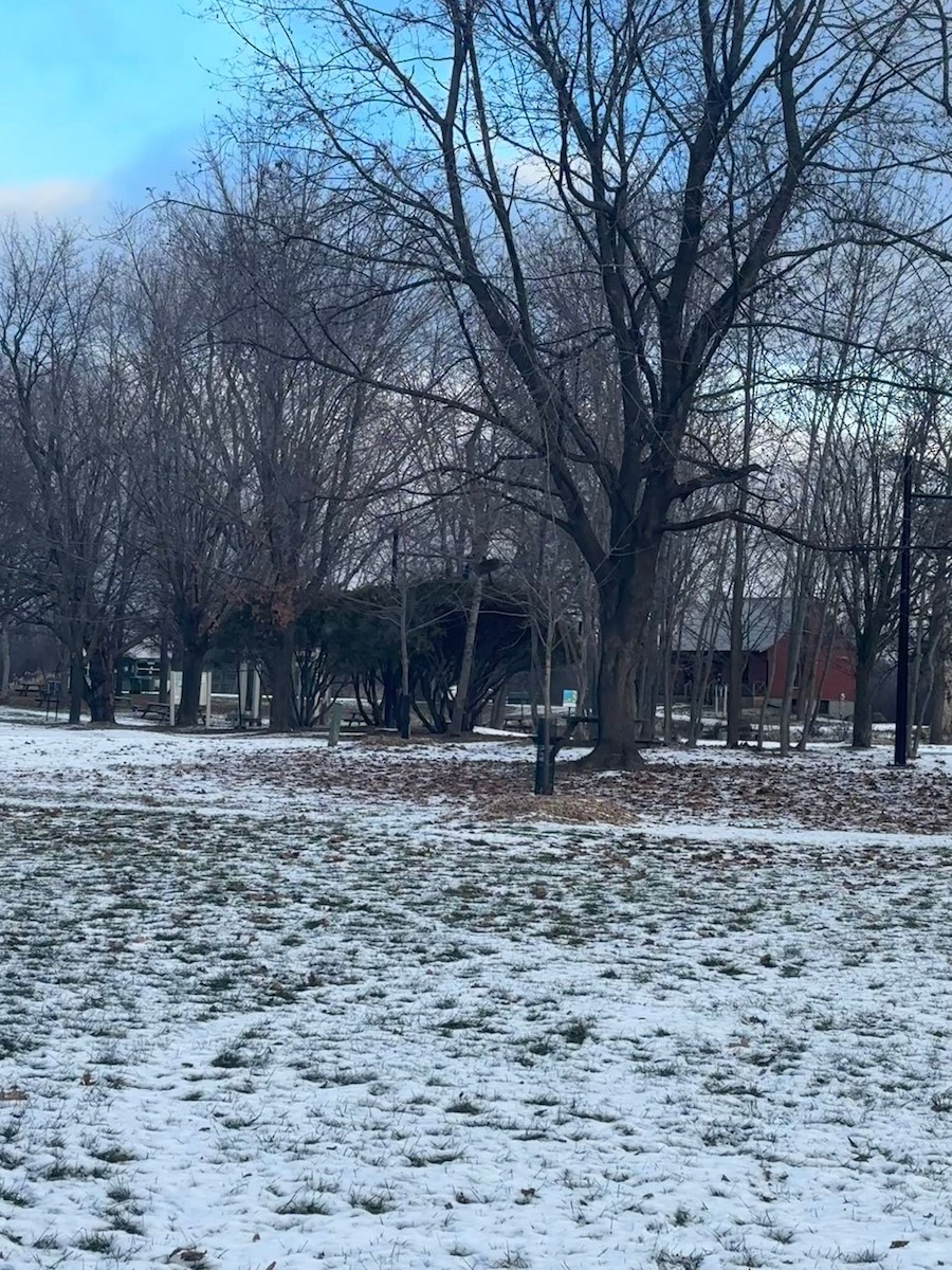 Cooper's Hawk - ML646223053