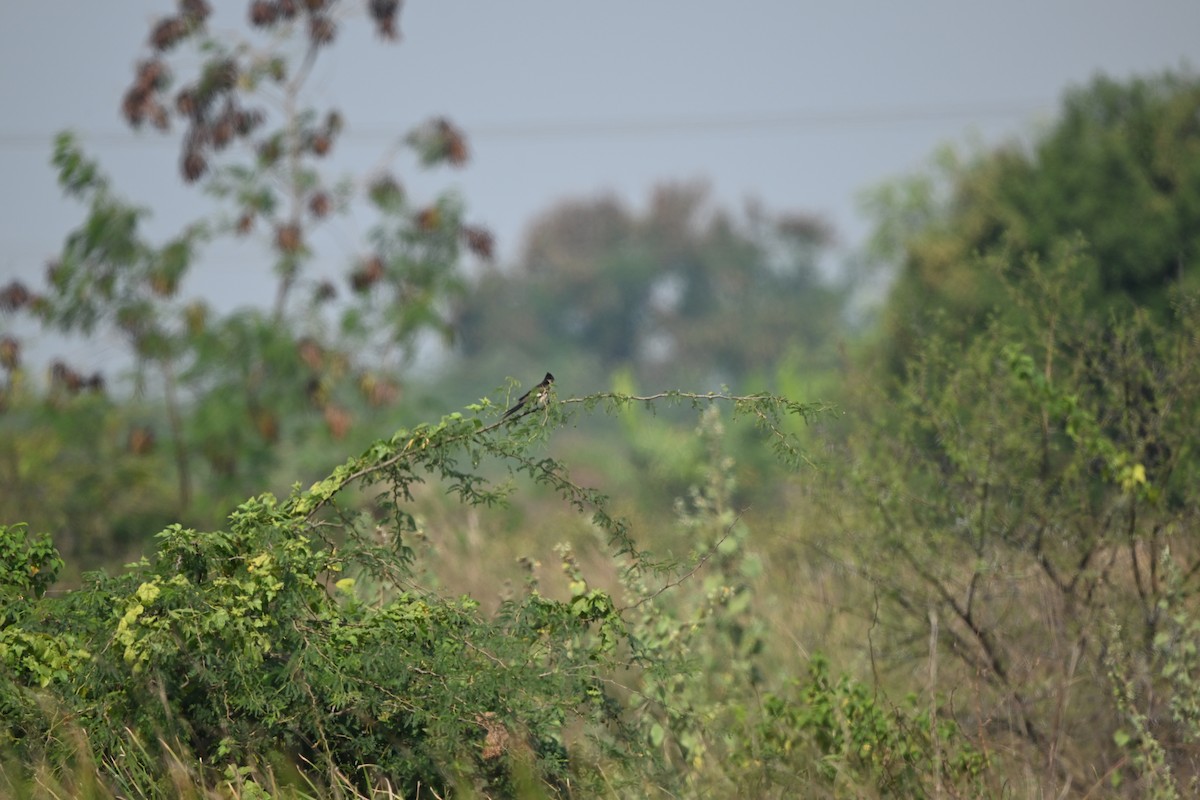 Pied Cuckoo - ML646223056
