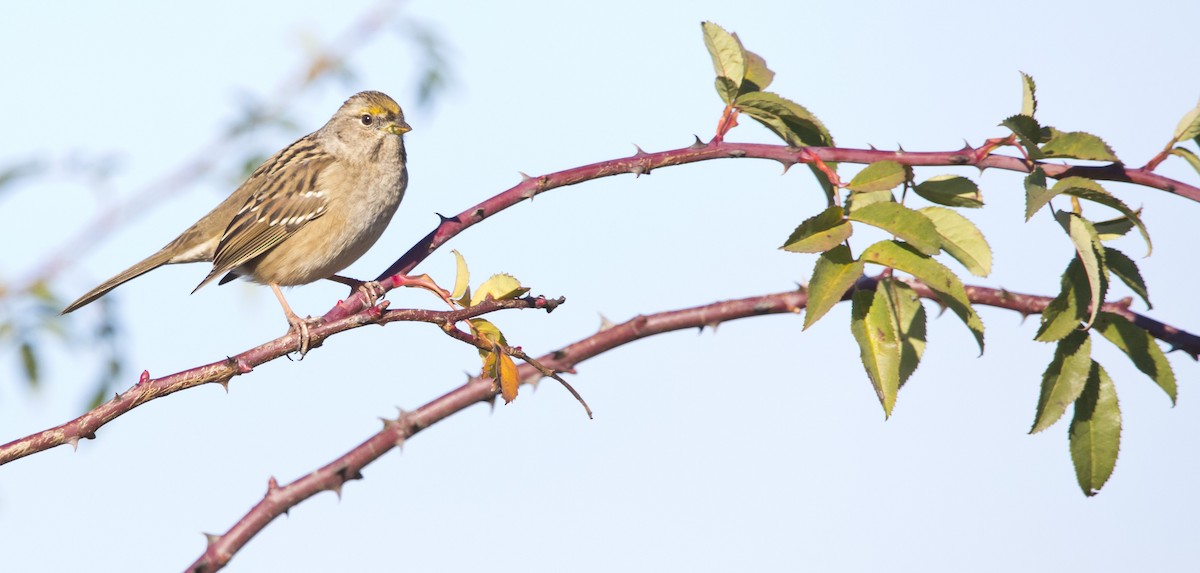 Golden-crowned Sparrow - ML646223059
