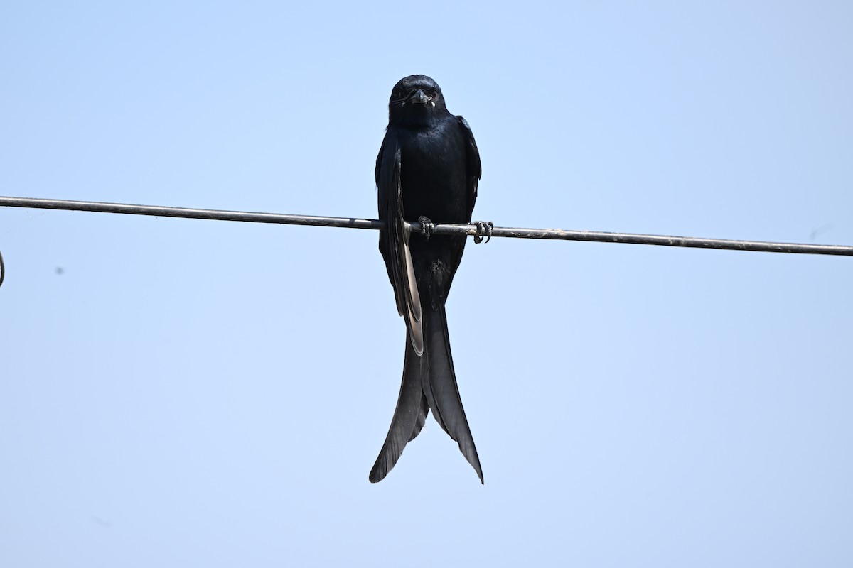 Black Drongo - ML646223060