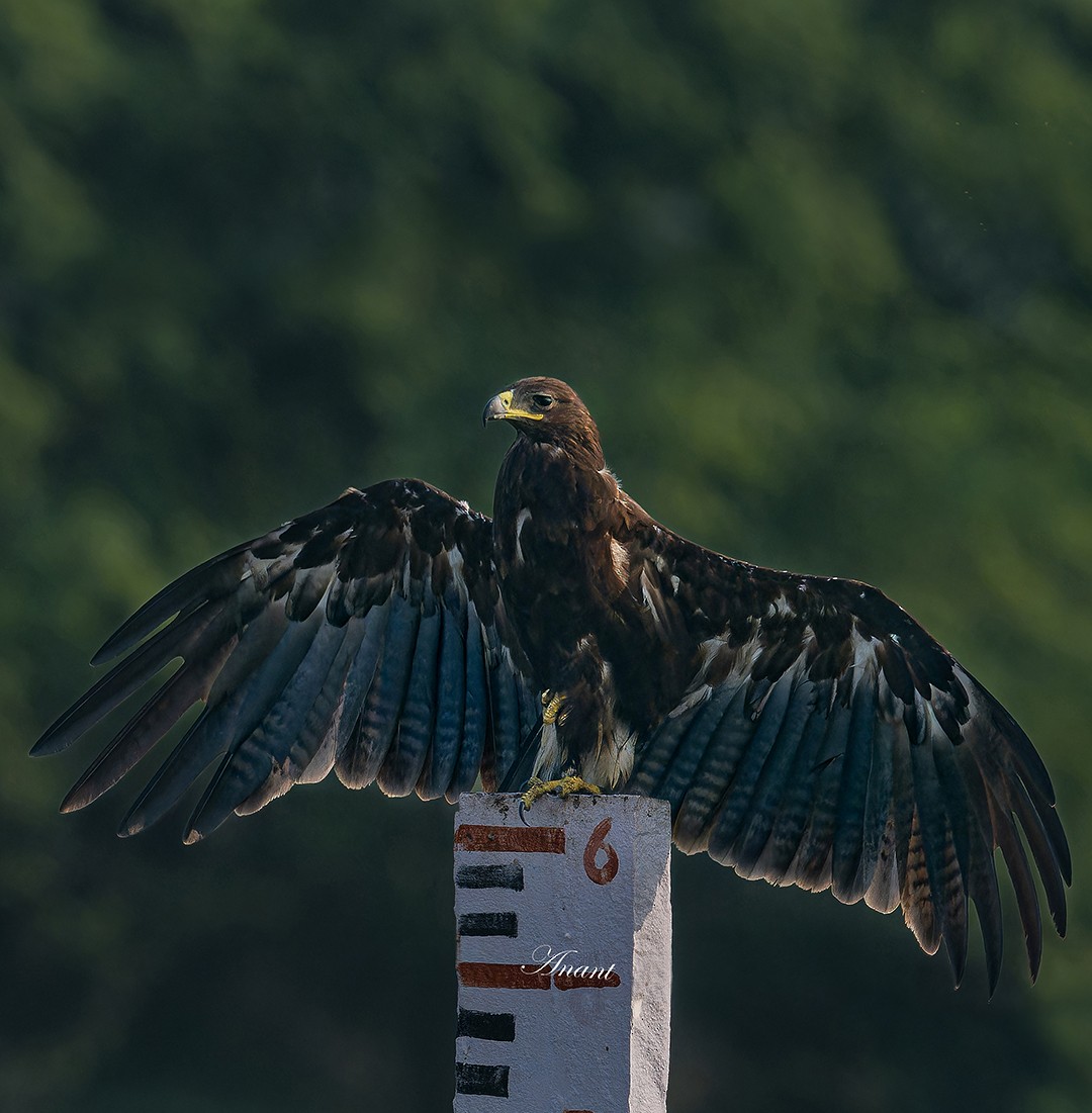 orel volavý - ML646223071