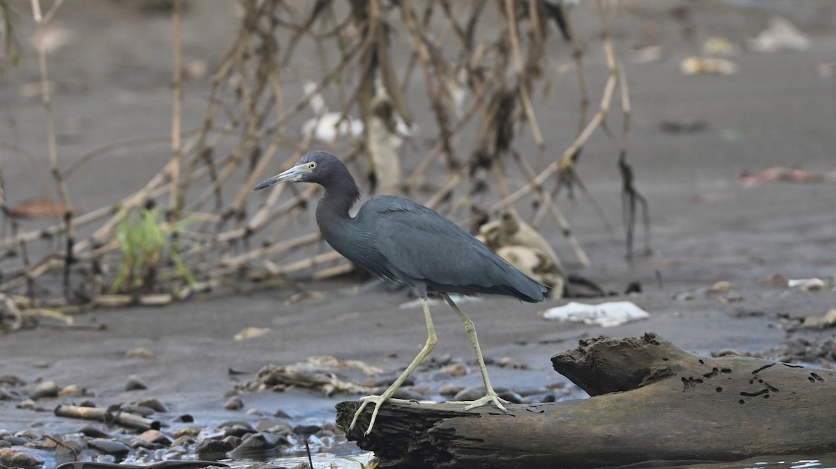 Little Blue Heron - ML646223072