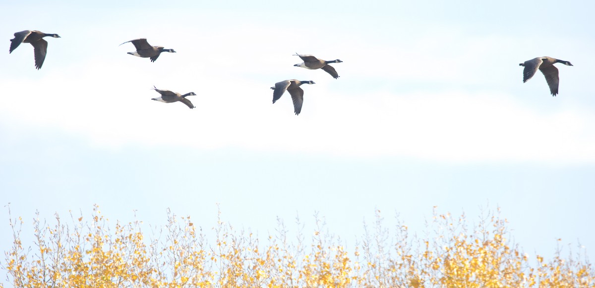 Canada Goose - ML646223074