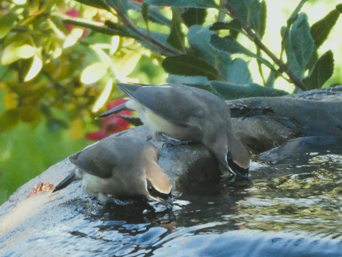 ציצנית אמריקנית - ML646223075