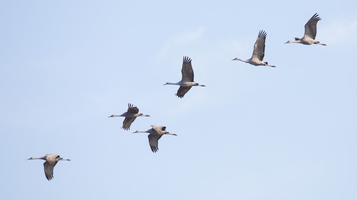 jeřáb kanadský - ML646223076