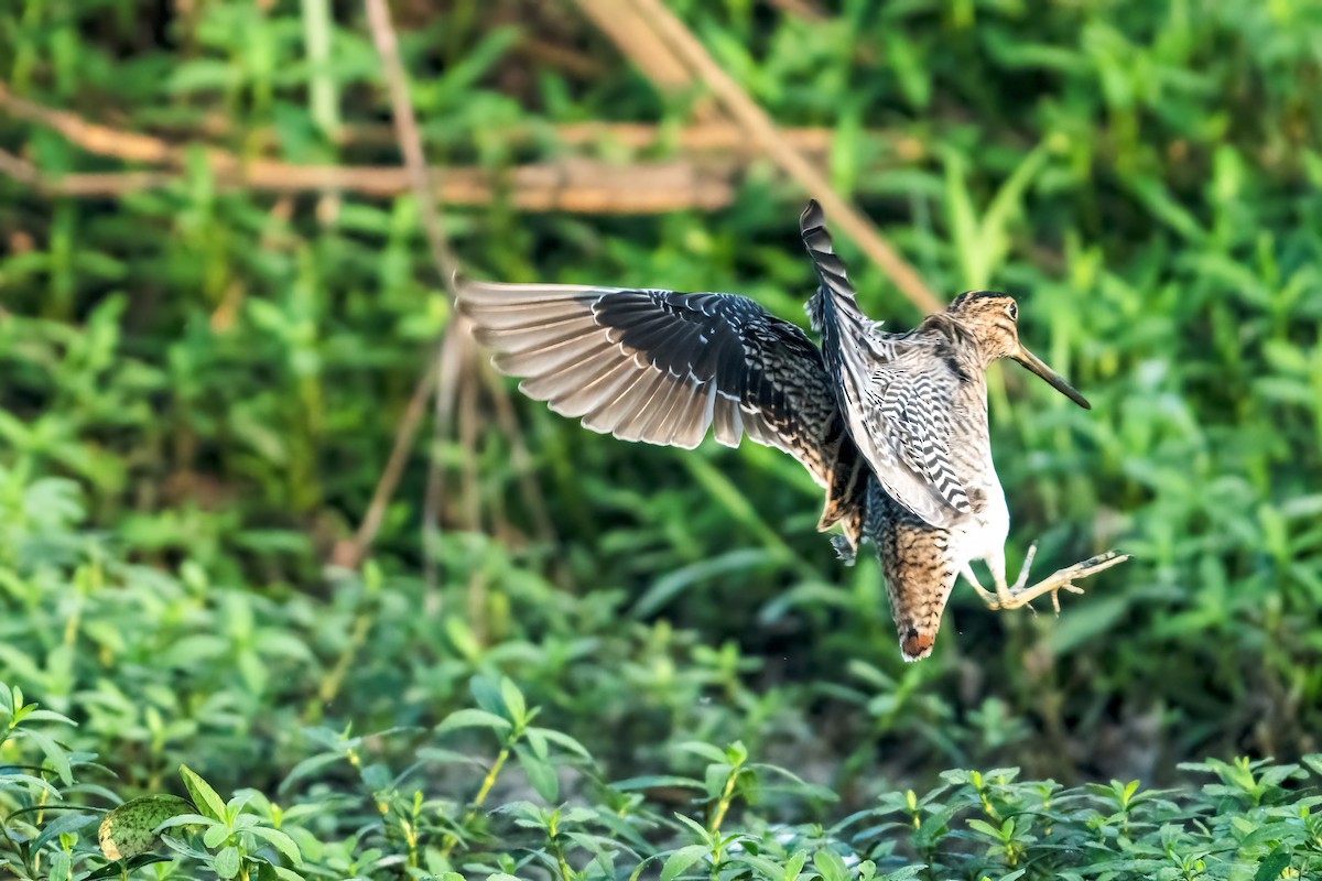 ハリオシギ - ML646223077