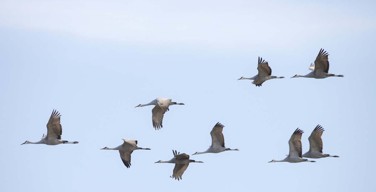 jeřáb kanadský - ML646223078