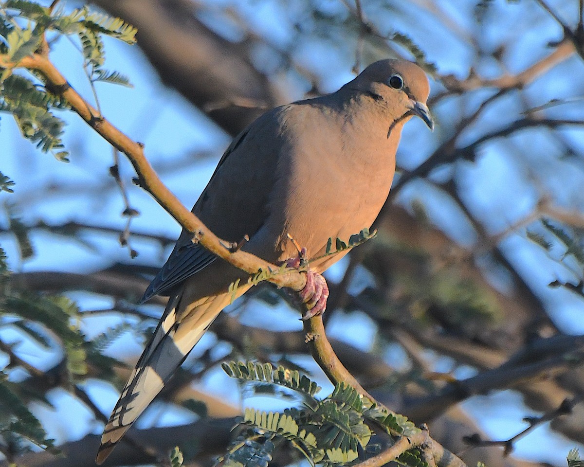 Mourning Dove - ML646223080