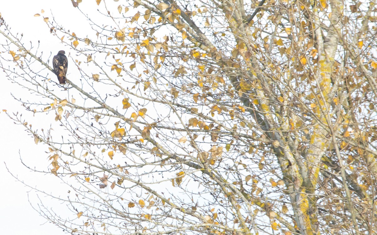 káně rudochvostá - ML646223081