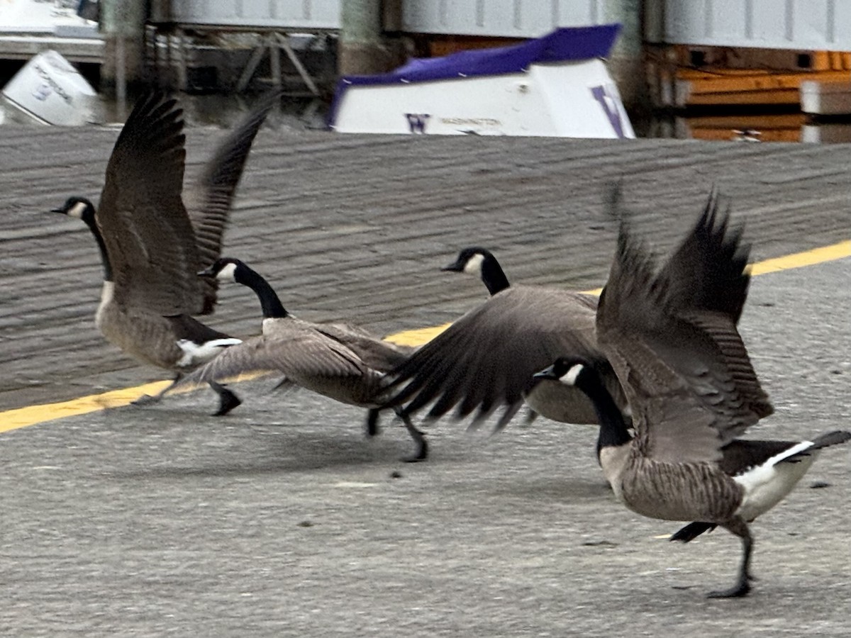 Canada Goose - ML646223083