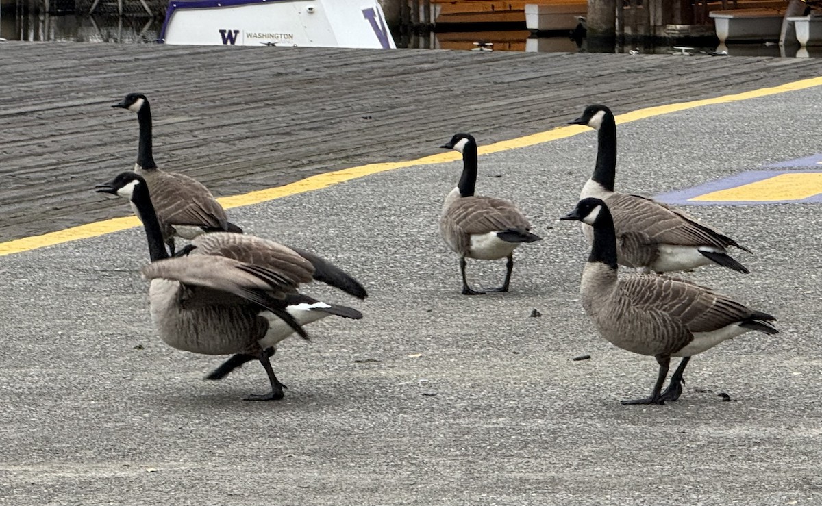 Canada Goose - ML646223084