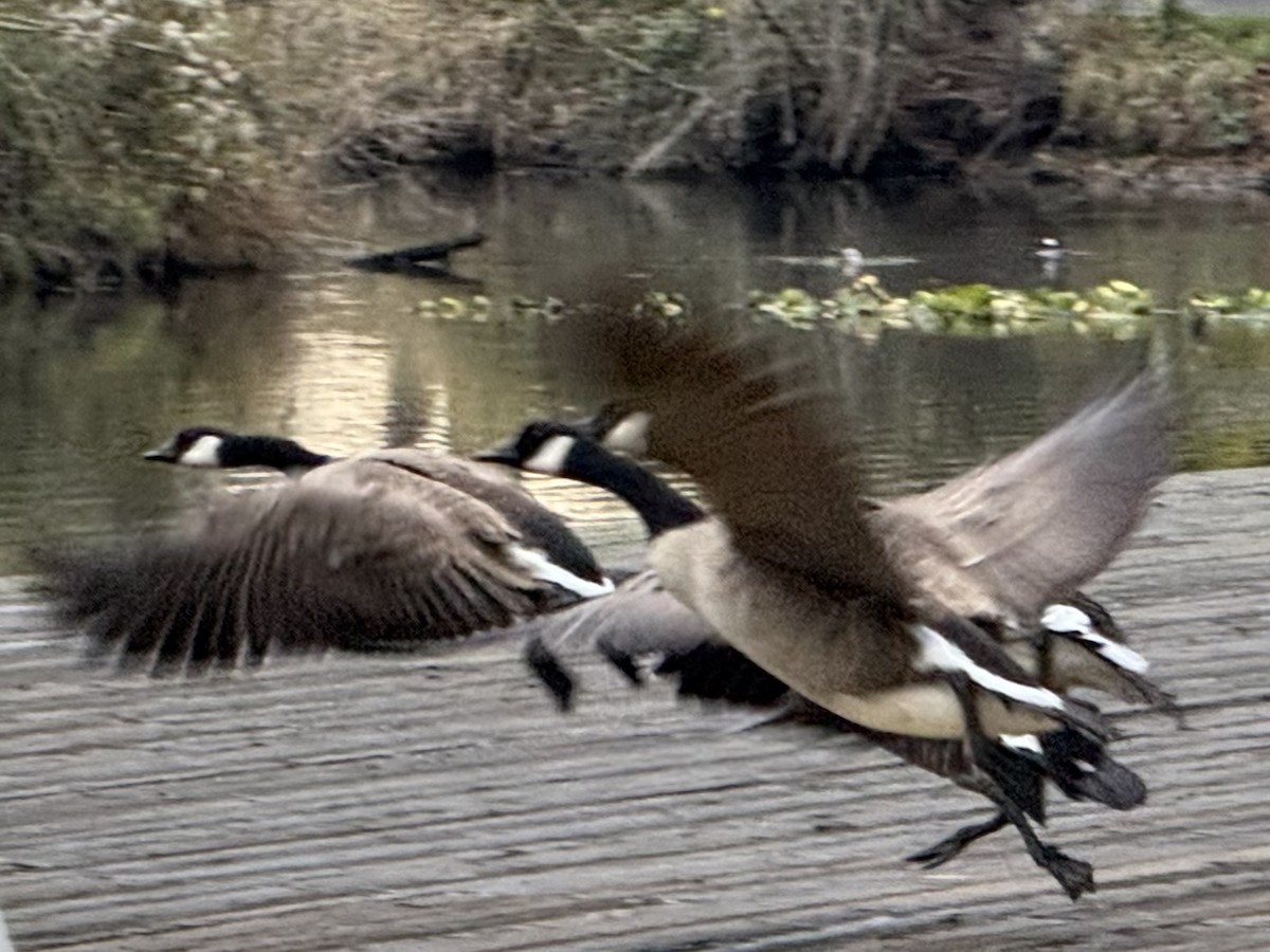 Canada Goose - ML646223085