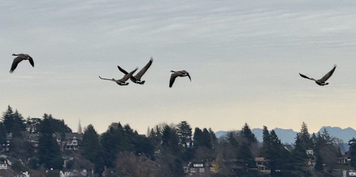 Canada Goose - ML646223086