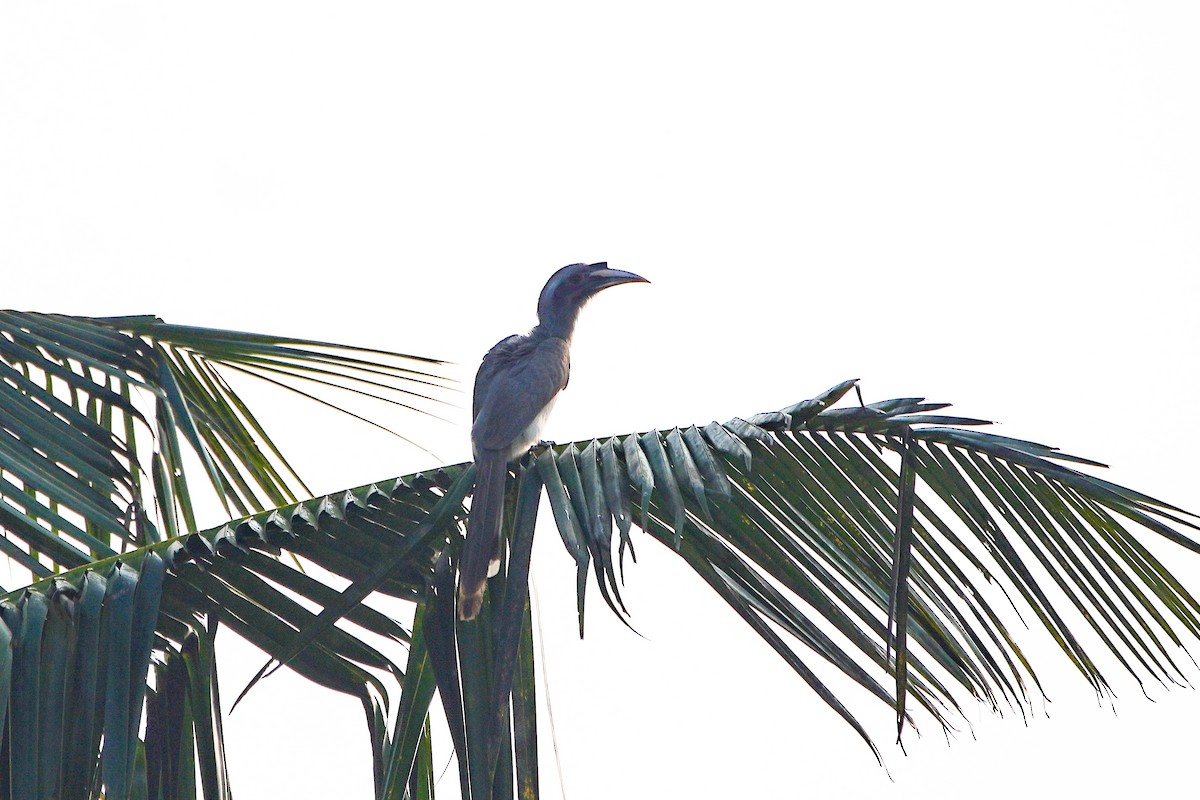 Indian Gray Hornbill - ML646223088