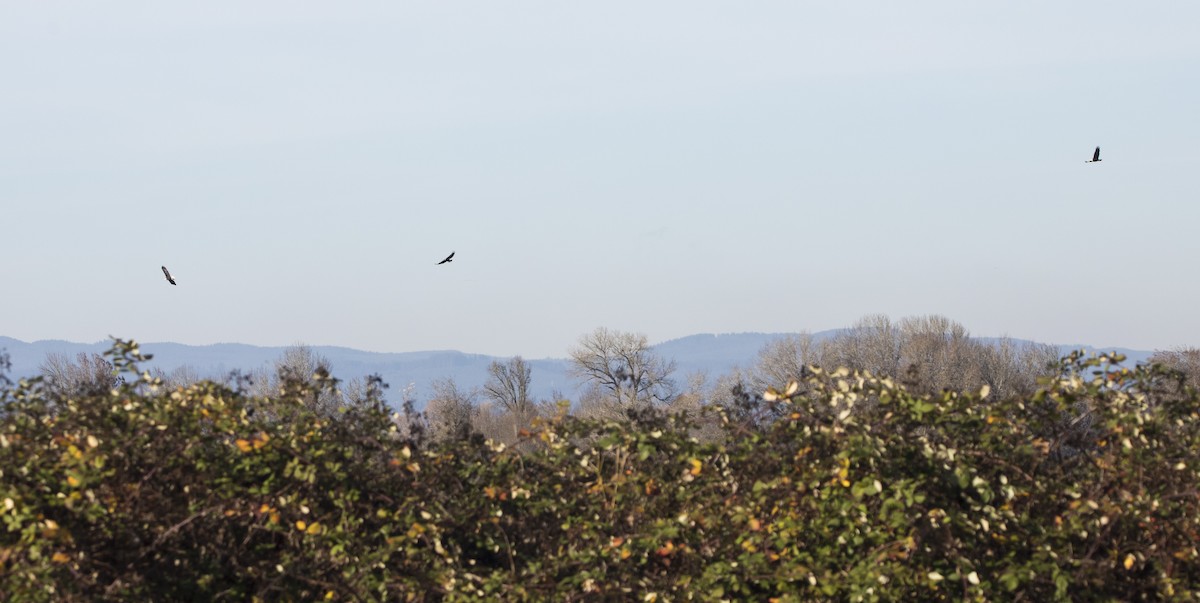 Pygargue à tête blanche - ML646223095