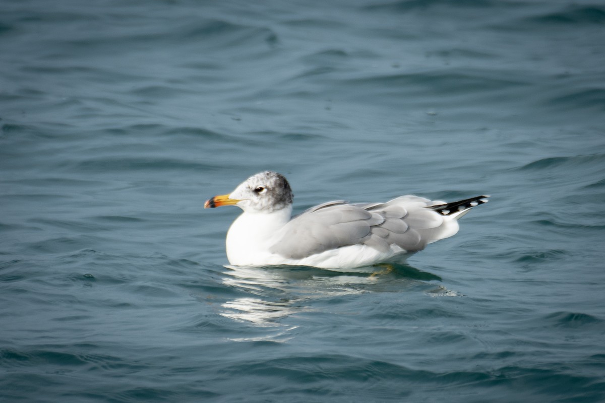 Pallas's Gull - ML646223098