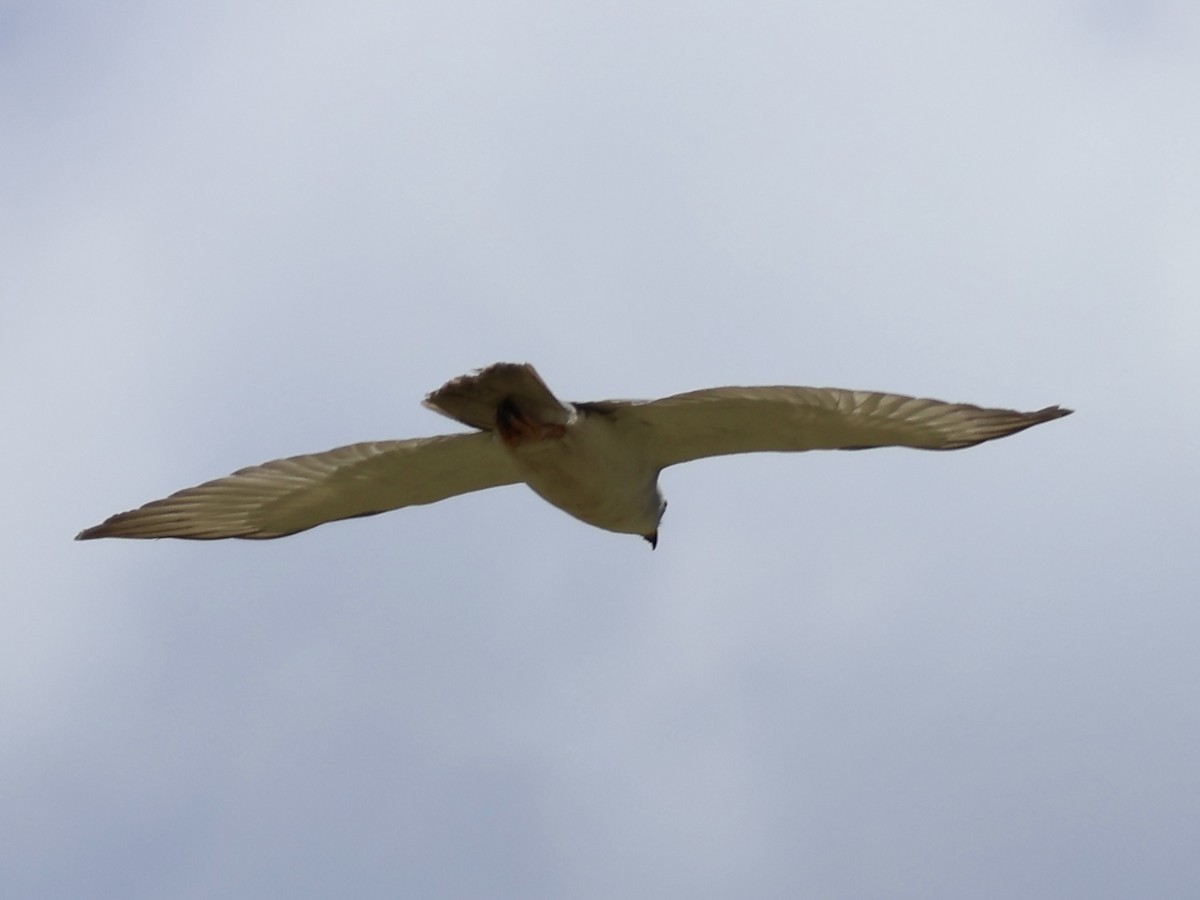Gray Goshawk - ML646223100