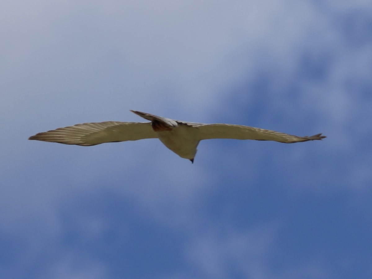 Gray Goshawk - ML646223101