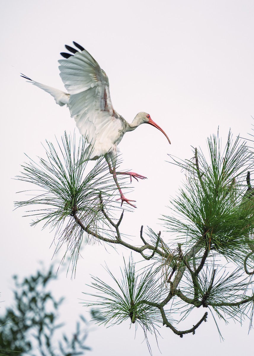 White Ibis - ML646223102