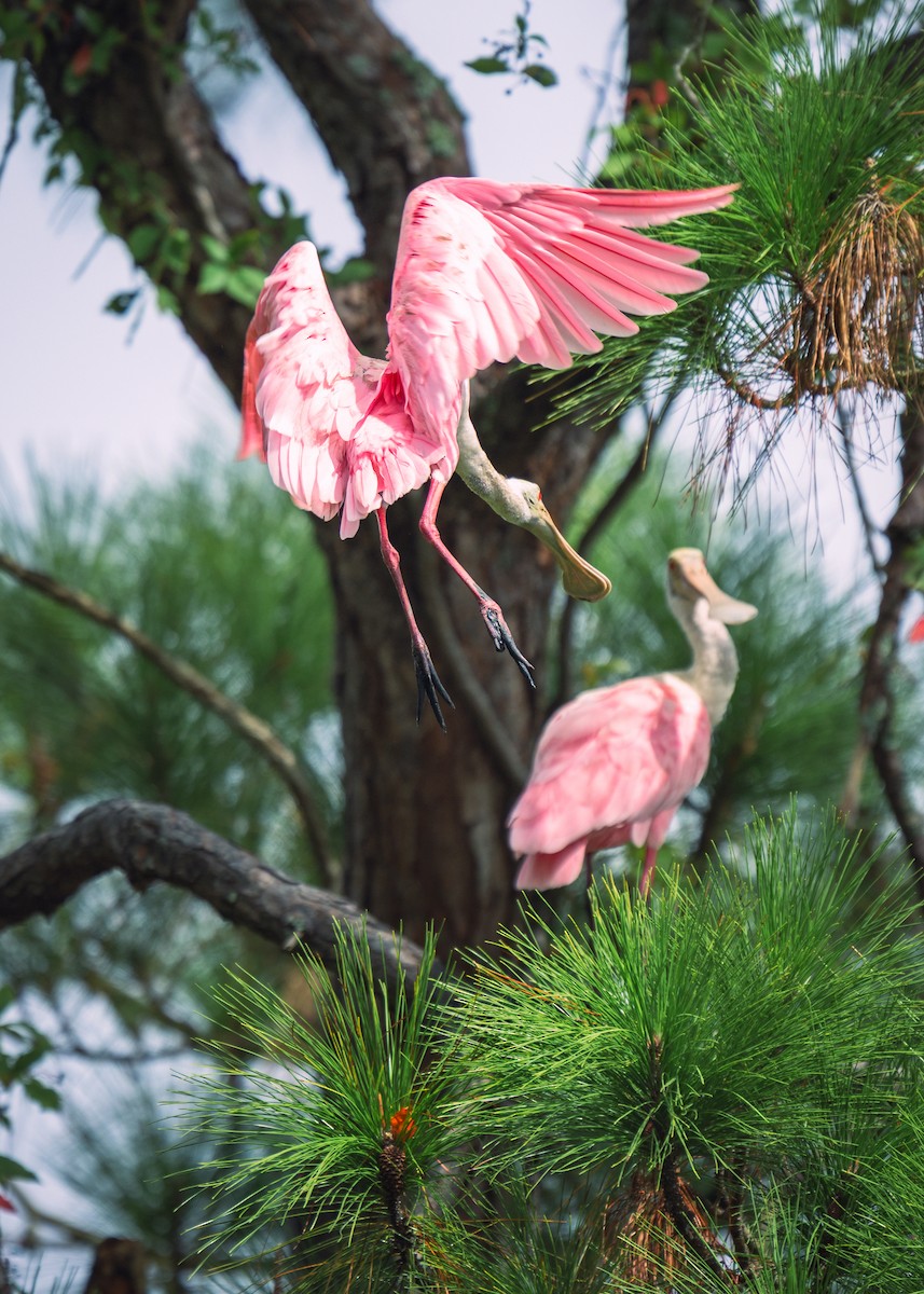 Roseate Spoonbill - ML646223103