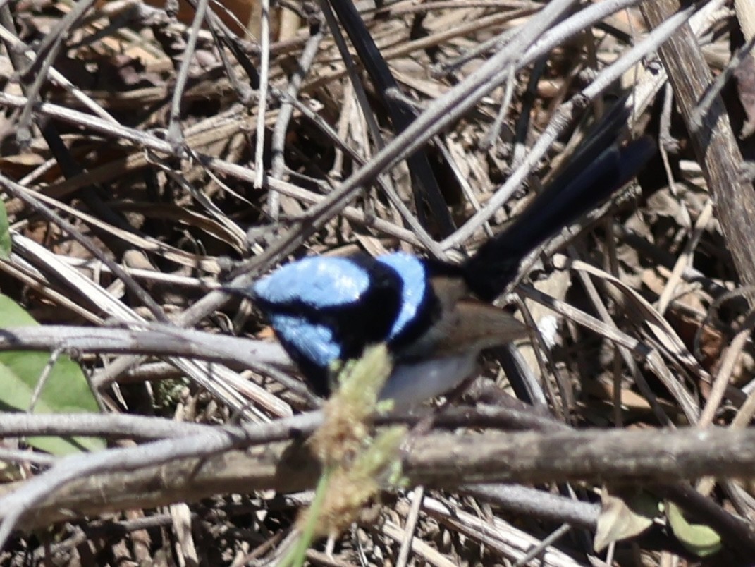 Superb Fairywren - ML646223107
