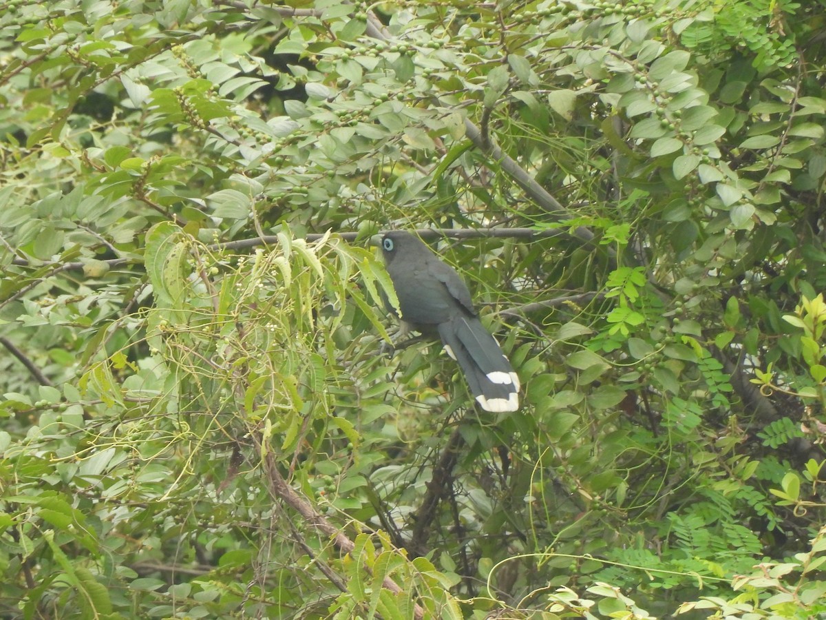 Blue-faced Malkoha - ML646223108