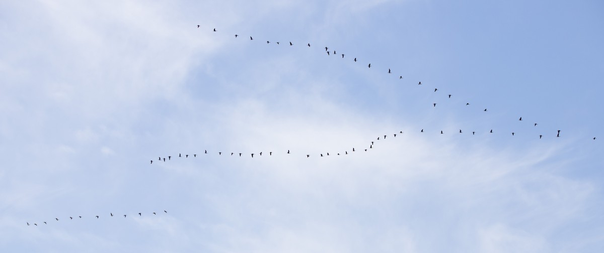 小加拿大雁 - ML646223109