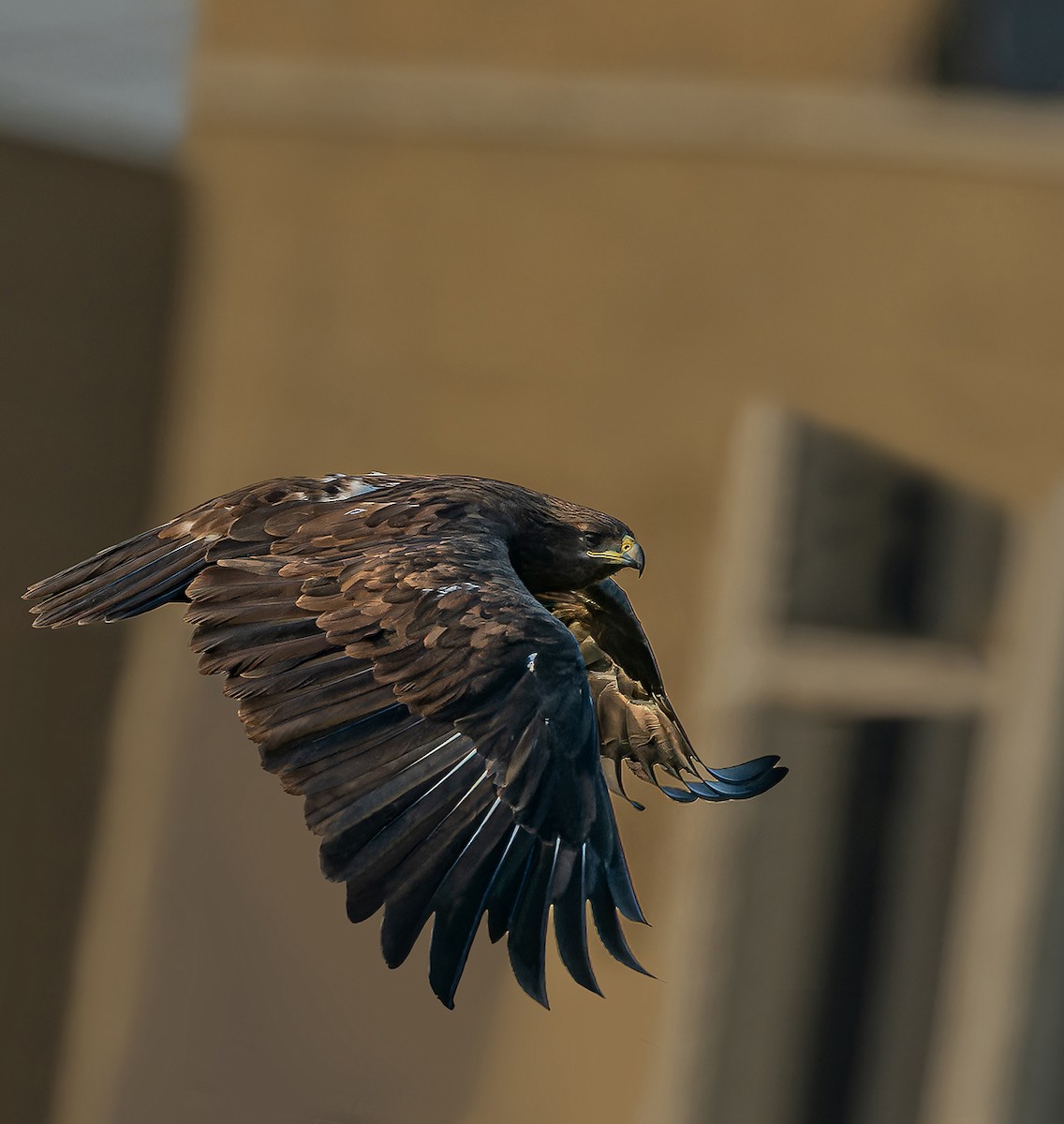 orel volavý - ML646223110