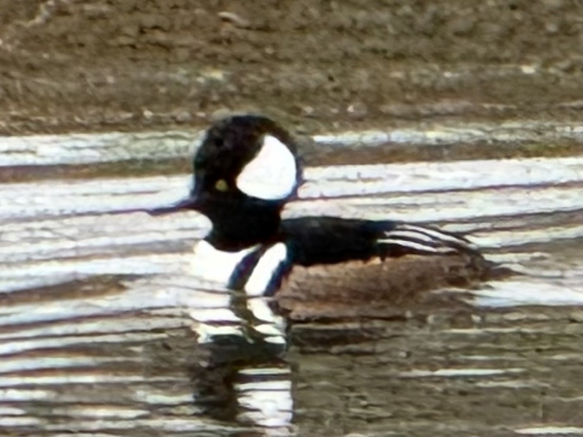 Капюшоновый крохаль - ML646223111