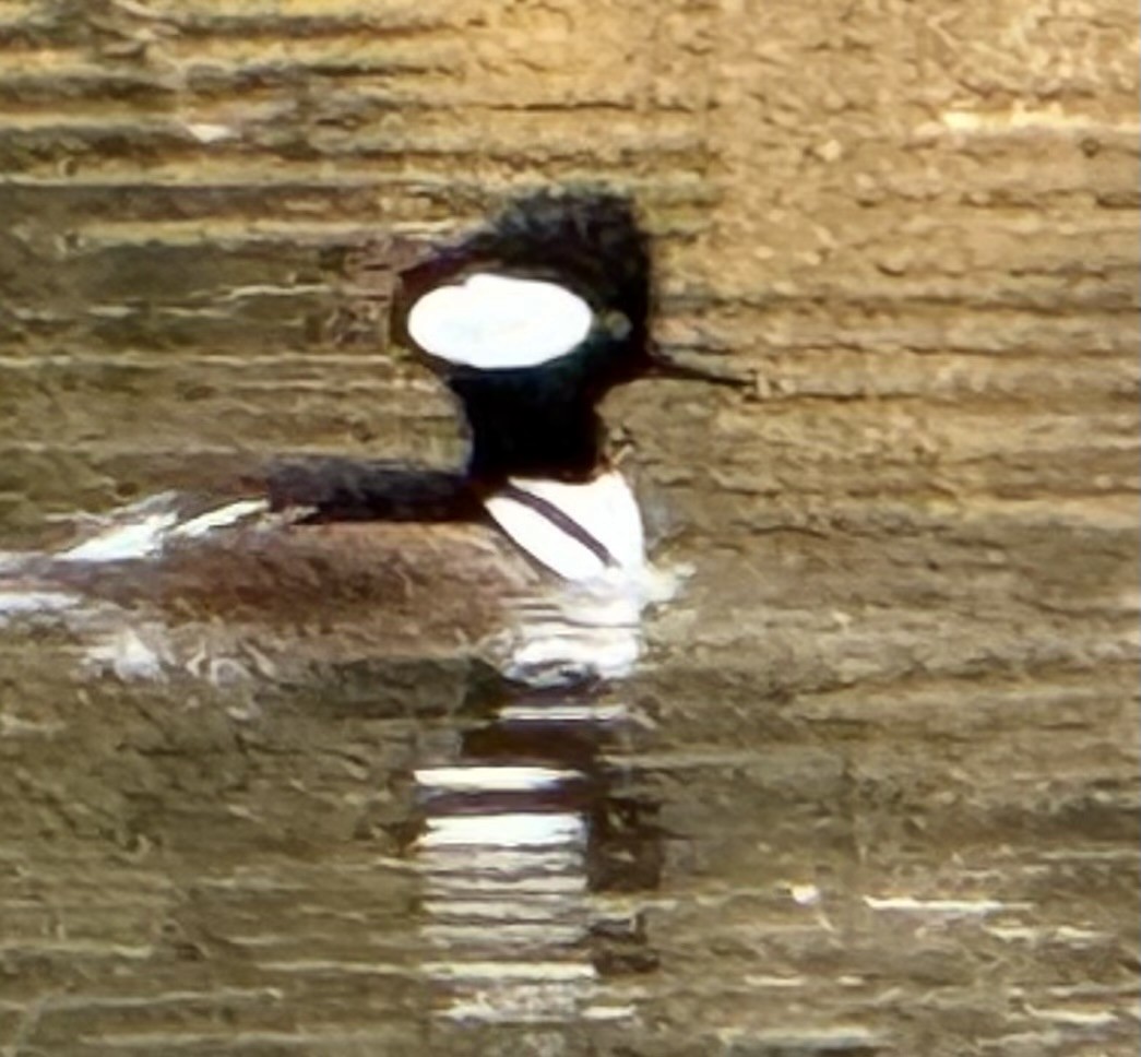 Капюшоновый крохаль - ML646223112