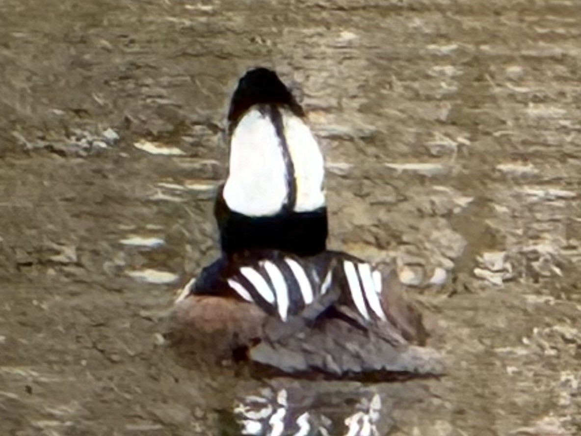 Капюшоновый крохаль - ML646223113