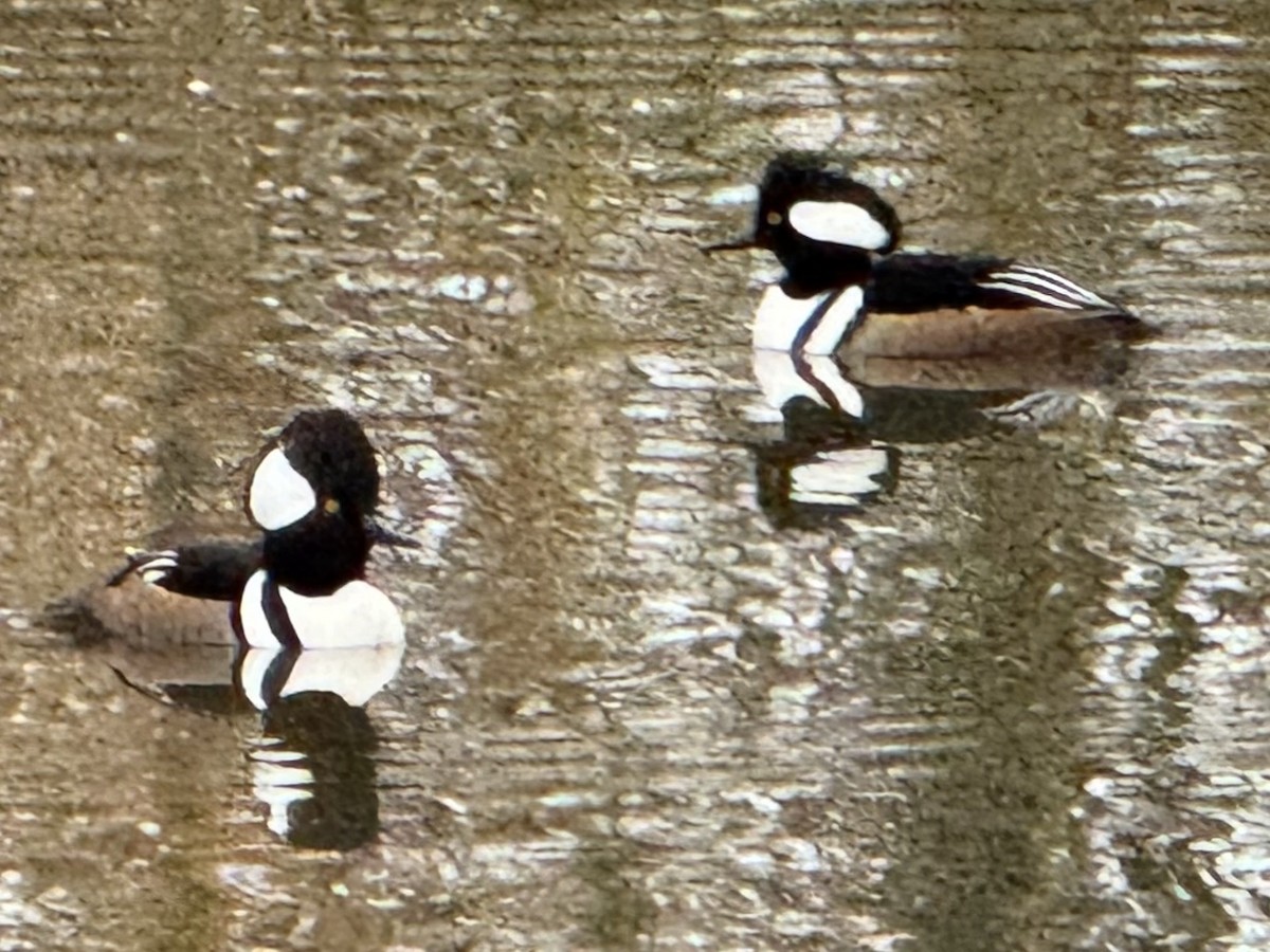 Капюшоновый крохаль - ML646223114